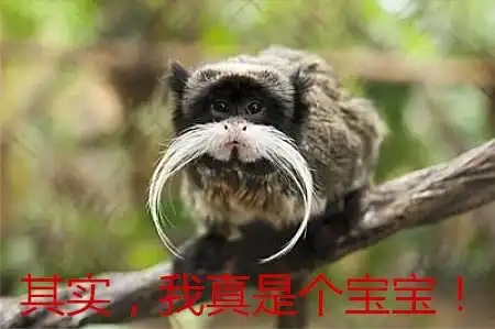  表情这些动物长相逆天,个个都是行走的表情包,最后一位能让人笑一年表情