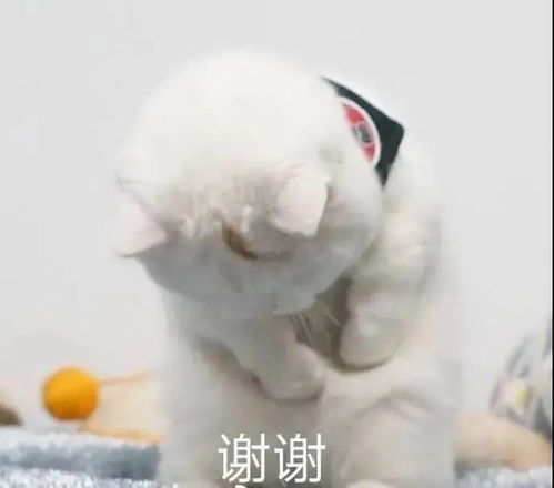  沙雕表情减肥的你
