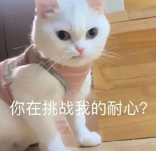  沙雕表情莫说了直接开舔就完事了