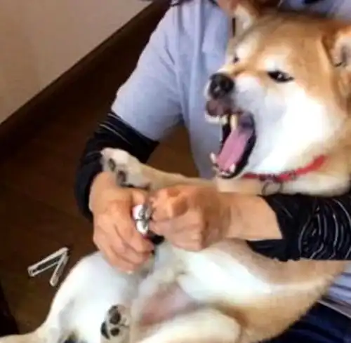  主人抱着柴犬修指甲,下一秒却剪到它肉,柴犬表情瞬间失去管理
