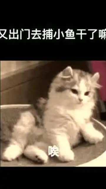  表情包配音,假如你的猫会说话