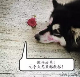  阿拉斯加去厨房偷吃被活捉,超不甘愿的表情太逗比