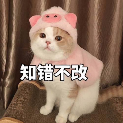  猫咪可爱女生表情包你要讲道理,还是要我