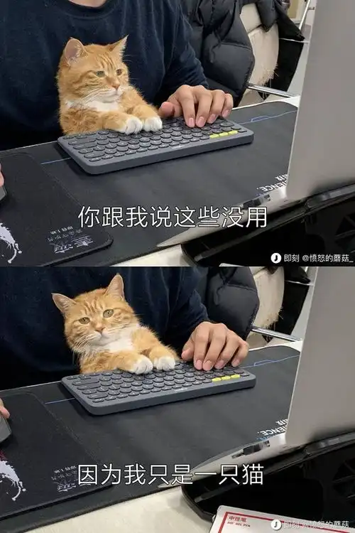  oschina周日乱弹真有猪拱白菜的事