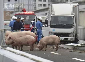  视频高速路载猪卡车发生碰撞逃出的二师兄竟当街亲热