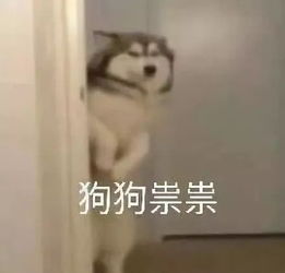 在线表情包沙雕考研