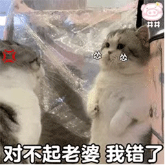  萌宠表情包老婆对不起,我错了