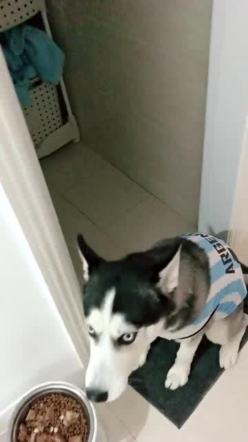  二哈铲屎的,你把零食放那么高也没用,看我的衣服就知道我有多强