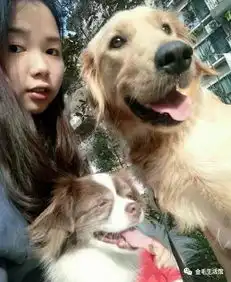  金毛犬,表情友善,个性热情,还可以看小孩子哦