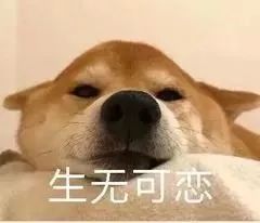  狗友们注意啦,出门遛狗一定要牵绳,不然后果很严重