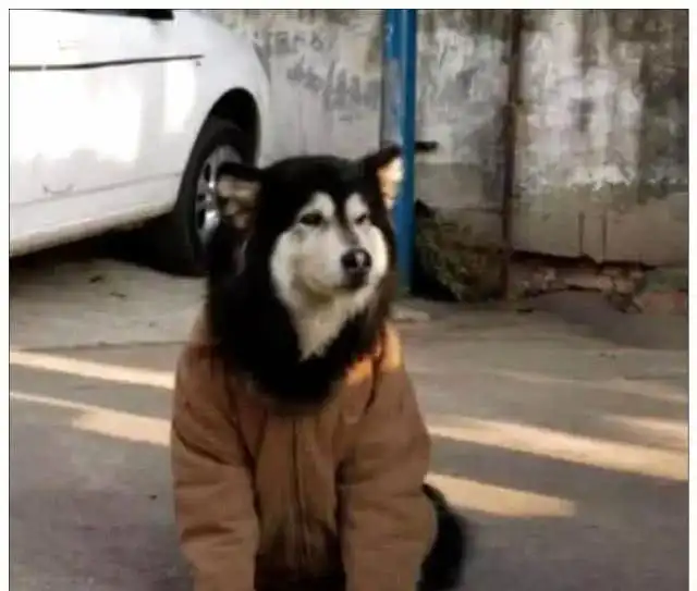 小黄脸表情包花棉袄阿拉