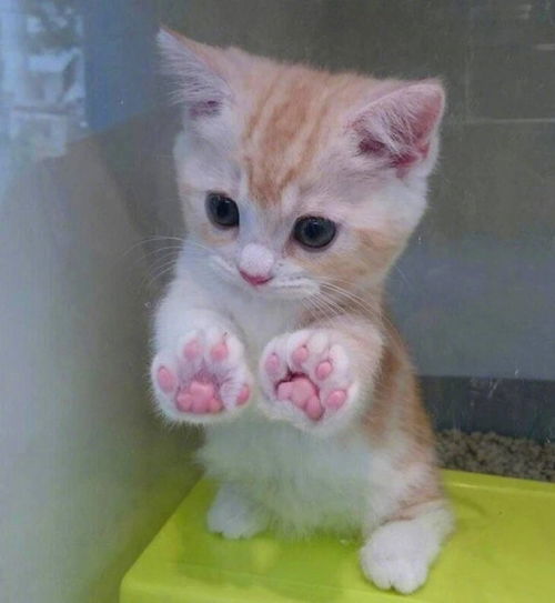 猫捏脸表情包手绘小仙女