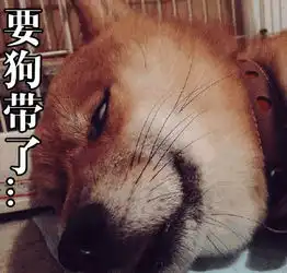  致敬我们用过的汪届表情包鼻祖16岁日本柴犬北登去世