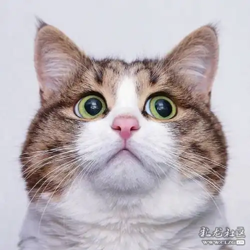  一只有想法的喵