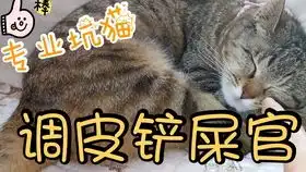  拿猫尾巴逗猫会发生什么