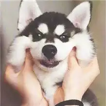  柴犬捏脸表情包下载柴犬捏脸表情包高清无水印极光下载站