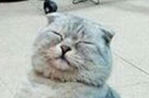  猫咪冷了懂得自己取暖,一脸享受简直太可爱