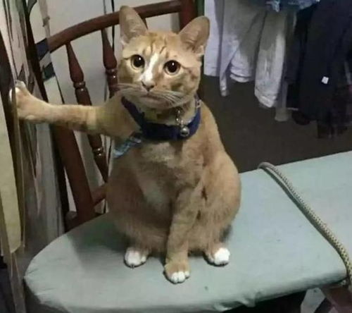猫爪系列表情包贪玩