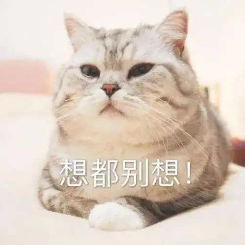 kino猫表情包过冬