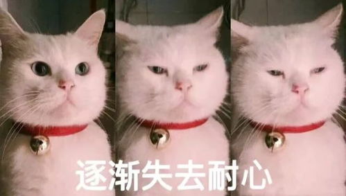 越是草台班子公司hr,越妄想招钱少听话又全能的员工