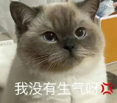 算我求你的表情包猫难熬