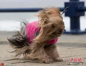  被狂风虐成表情包的动物们