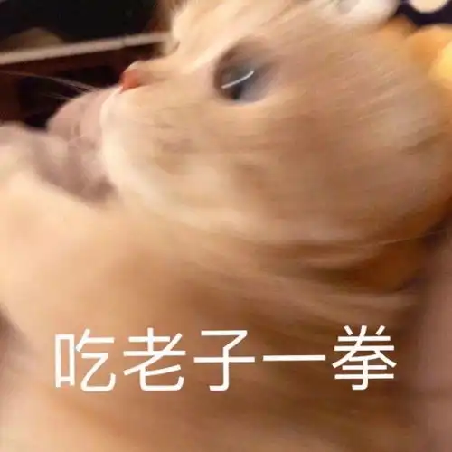  一大波福利你们要的猫猫表情包来啦这才是猛男该用的表情包
