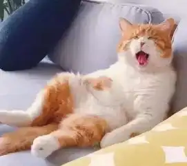  主人加班到早上才回家,沙发上的橘猫表情绝了你还知道回来