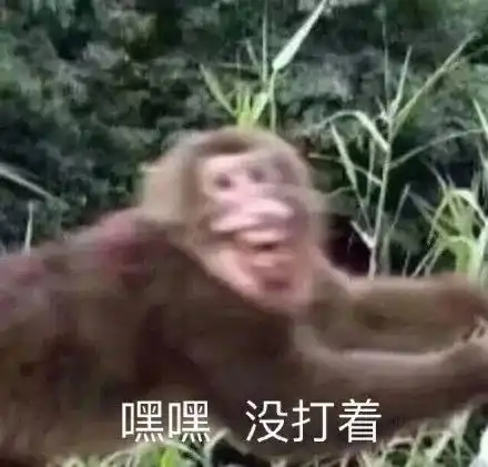  表情包好蠢的表情包笑薯我了