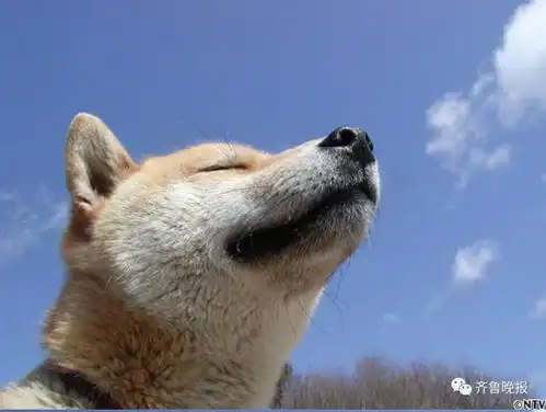  你们一直在用的这个表情包狗狗出事了...这个消息近日才被发现