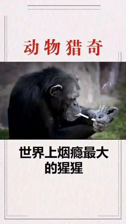  世界上烟瘾最大的猩猩,一天一包烟,不给就打人