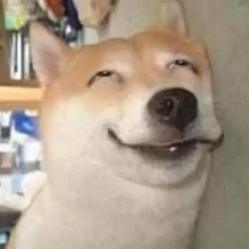 求这个柴犬表情包,要没有字的
