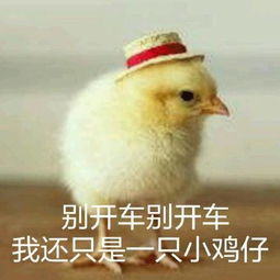  图说年假将尽,鸡年大吉了吗