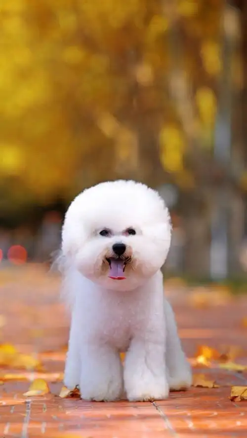  比熊壁纸,超萌比熊犬,高清壁纸
