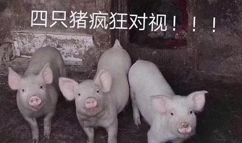 猪表情包动图正畸