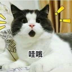 一大波小猫咪表情包萌萌哒动态图