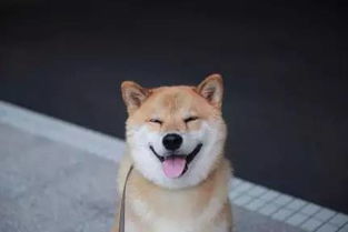  我的表情包柴犬去世了