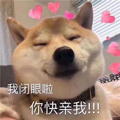  小柴犬可爱表情包是我暗示的还不够明显吗
