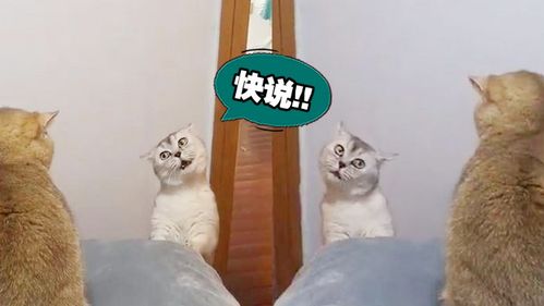  看完这母猫咪的表情,以后你还敢夜不归宿