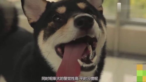  秋田犬行走的表情包,原来是这样的狗狗,大部分都懂得在室外排泄