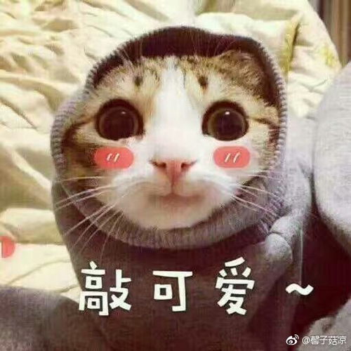 水贴图片表情包女娃