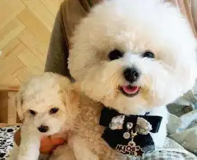  当比熊犬犯错之后,别管你多生气,这些地方不能打