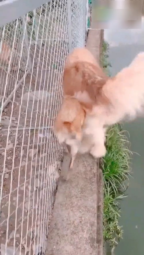  金毛很懵逼啊