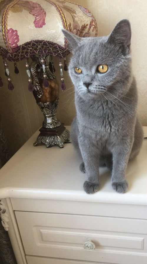  为什么我家蓝猫眼睛不黄不红啊蛋黄红铜色