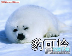  自豹自弃表情包下载自豹自弃表情包全系列版下载飞翔下载