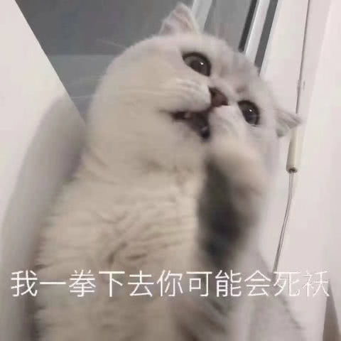  表情可爱猫咪软萌表情包我这一拳下去,你可能会死哦表情