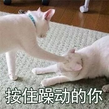  表情包你口臭哦