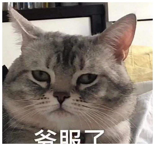  斗图必备表情包这个台阶你要不要下