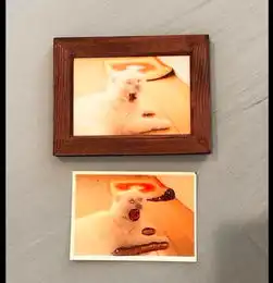  猫咪打哈欠的照片洗坏了,看起来像个恶魔猫啊呜,恶龙咆哮