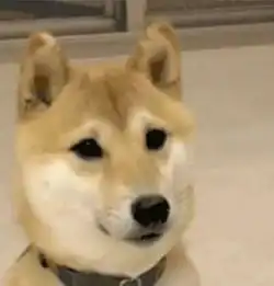  谁有这图片里柴犬的动态图